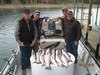 (04/11/2015) - Nice Striped Bass